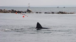 Several Cape Cod, Massachusetts towns are taking steps to beef up their protocol to inform lifeguards and protect swimmers against possible shark attacks on their shores.